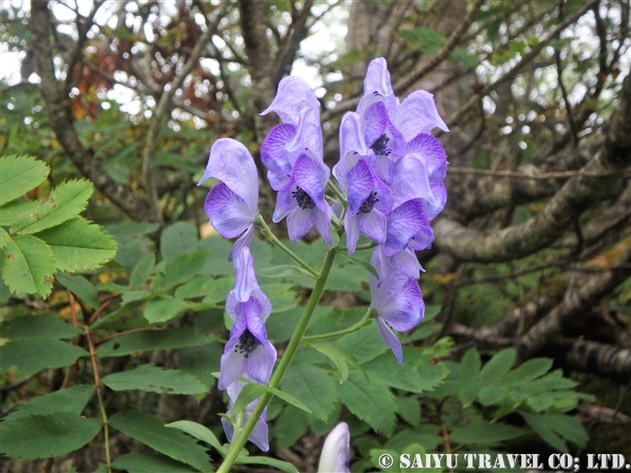 ヤチトリカブト 谷地鳥兜 Aconitum Senanense Ssp Paludicola 世界の花だより