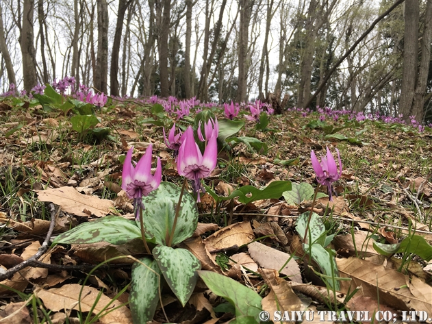 カタクリ 片栗 Erythronium Japonicum 世界の花だより