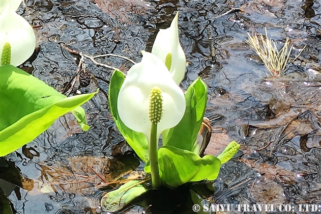 水芭蕉 世界の花だより