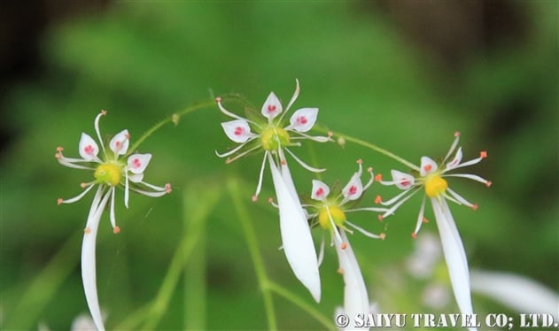 ユキノシタ 雪の下 Saxifraga Stolonifera 世界の花だより