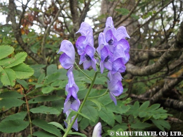 ヤチトリカブト（谷地鳥兜：Aconitum senanense ssp. paludicola）