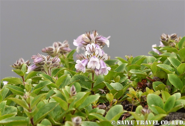 イワブクロ（岩袋：Pennellianthus frutescens）