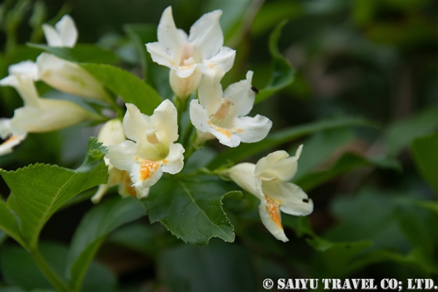 ウコンウツギ（鬱金空木：Weigela middendorffiana）