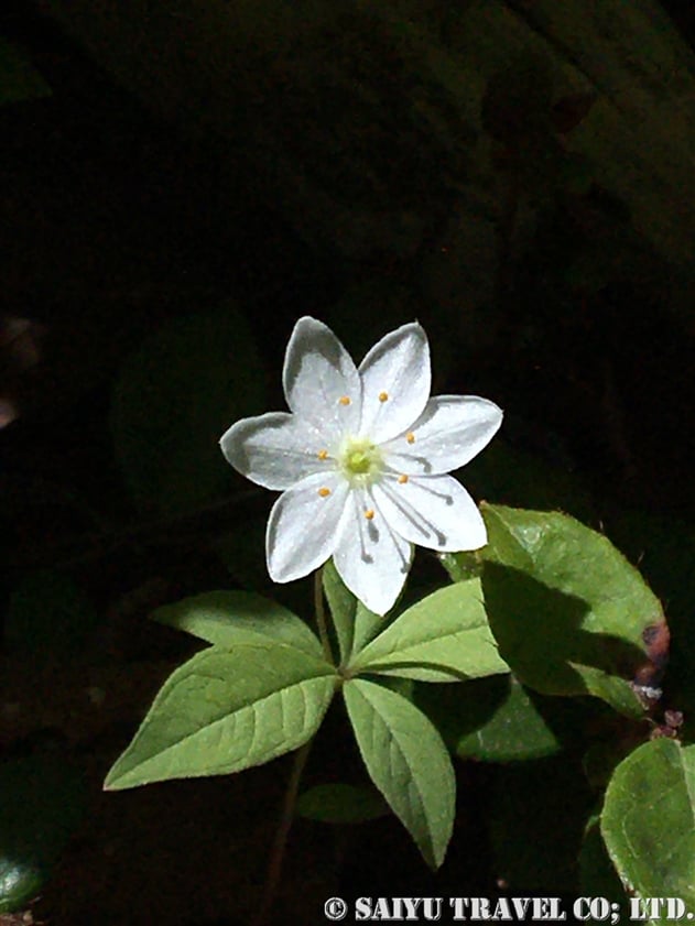 ツマトリソウ（褄取草：Trientalis europaea）