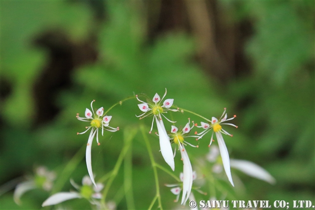 ユキノシタ（雪の下：Saxifraga stolonifera）