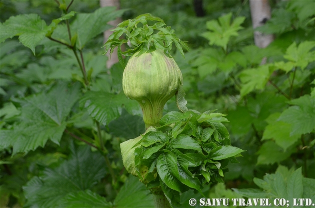 セリ科 Apiaceae 世界の花だより