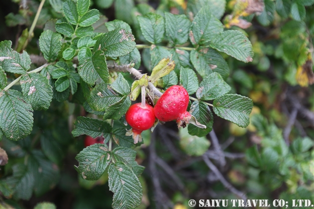 ハマナス 浜茄子 Rosa Rugosa 世界の花だより