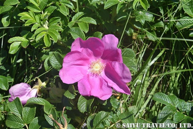 ハマナス 浜茄子 Rosa Rugosa 世界の花だより