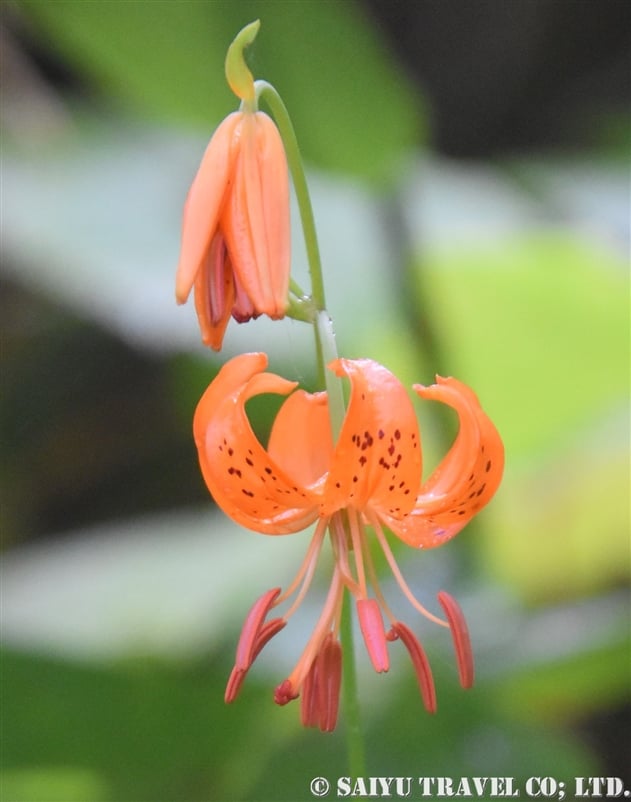 クルマユリ 車百合 Lilium Medeoloides 世界の花だより