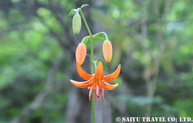 クルマユリ 車百合 Lilium Medeoloides 世界の花だより