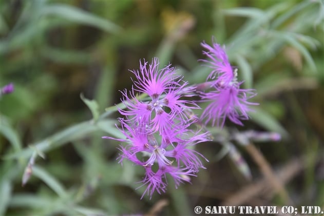 エゾカワラナデシコ 蝦夷河原撫子 Dianthus Superbus Var Superbus 世界の花だより
