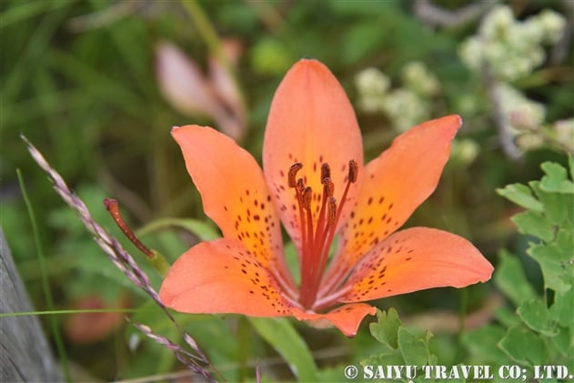 エゾスカシユリ 蝦夷透百合 Lilium Pensylvanicum 世界の花だより