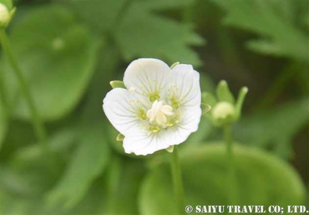 ウメバチソウ（梅鉢草：Parnassia palustris）