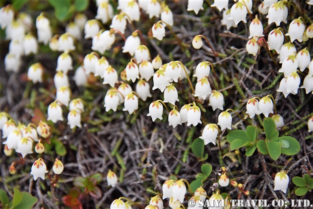イワヒゲ 岩髭 Cassiope Lycopodioides 世界の花だより