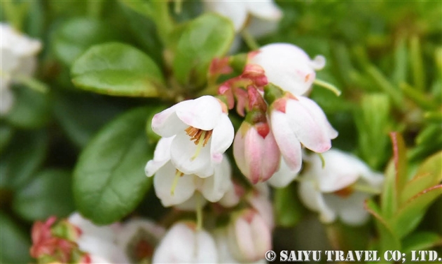 コケモモ 苔桃 Vaccinium Vitis Idaea 世界の花だより