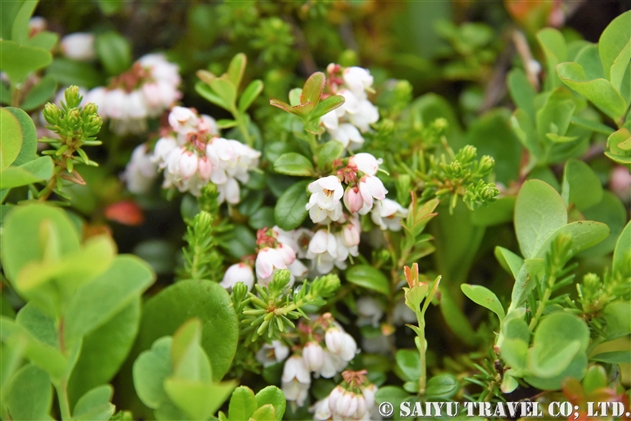 コケモモ 苔桃 Vaccinium Vitis Idaea 世界の花だより