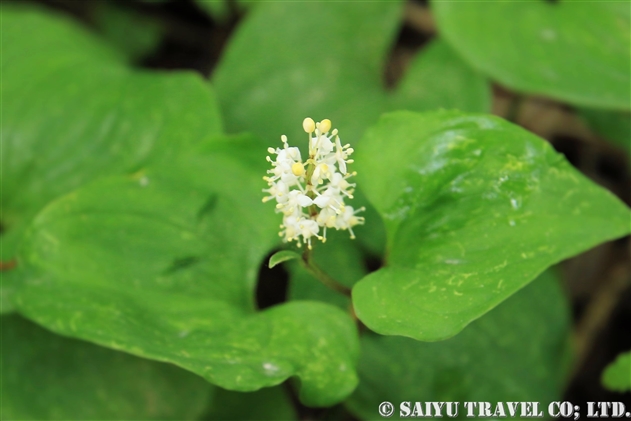 マイヅルソウ 舞鶴草 Maianthemum Dilatatum 世界の花だより