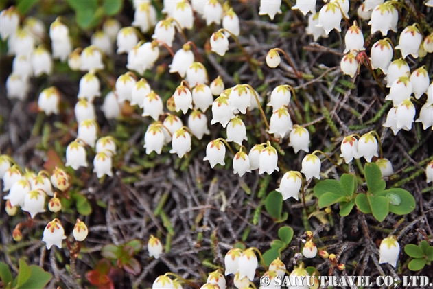 イワヒゲ（岩髭：Cassiope lycopodioides）