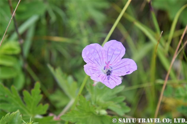 エゾフウロ（蝦夷風露：Geranium yesoense var. yesoense）