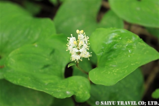 マイヅルソウ（舞鶴草：Maianthemum dilatatum）