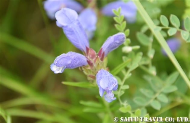 ムシャリンドウ（武者竜胆・武佐竜胆：Dracocephalum argunense）