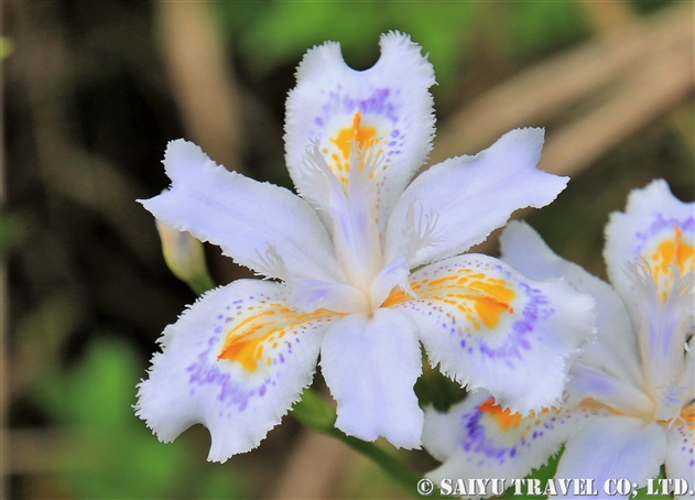 シャガ（射干：Iris japonica）