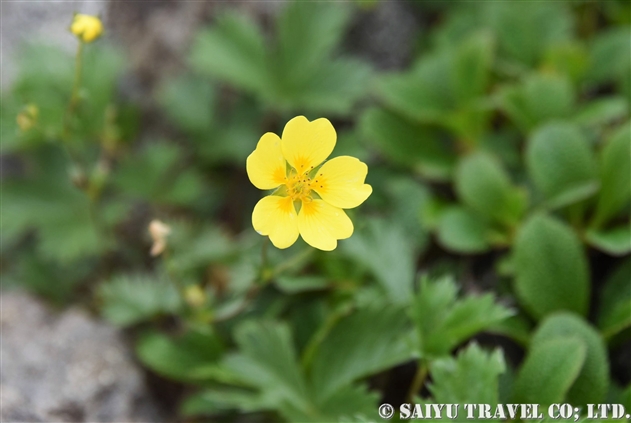 ミヤマキンバイ（深山金梅：Potentilla matsumurae）