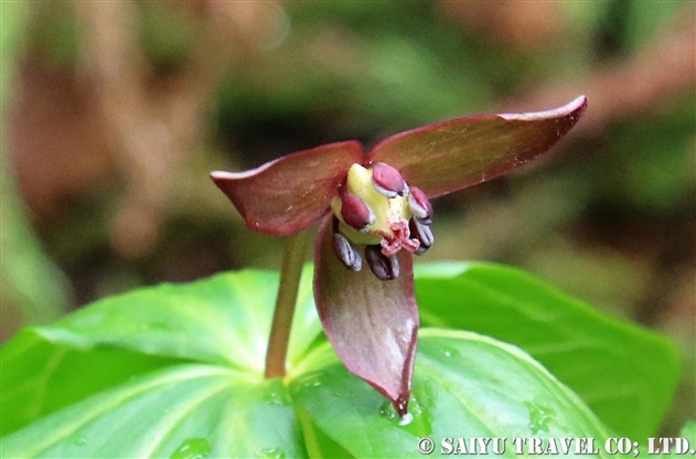 シロバナエンレイソウ 白花延齢草 Trillium Tschonoskii 世界の花だより シロバナエンレイソウ 白花延齢草 Trillium Tschonoskii 世界の花だより