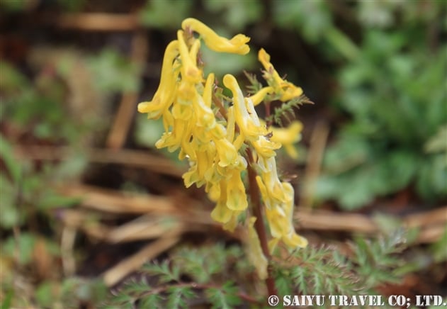 ミヤマキケマン（深山黄華鬘：Corydalis pallida var. tenuis）