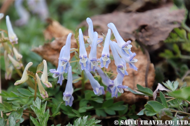 ヤマエンゴサク（山延胡索：Corydalis lineariloba）