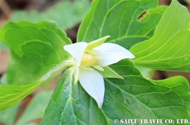 シロバナエンレイソウ 白花延齢草 Trillium Tschonoskii 世界の花だより シロバナエンレイソウ 白花延齢草 Trillium Tschonoskii 世界の花だより