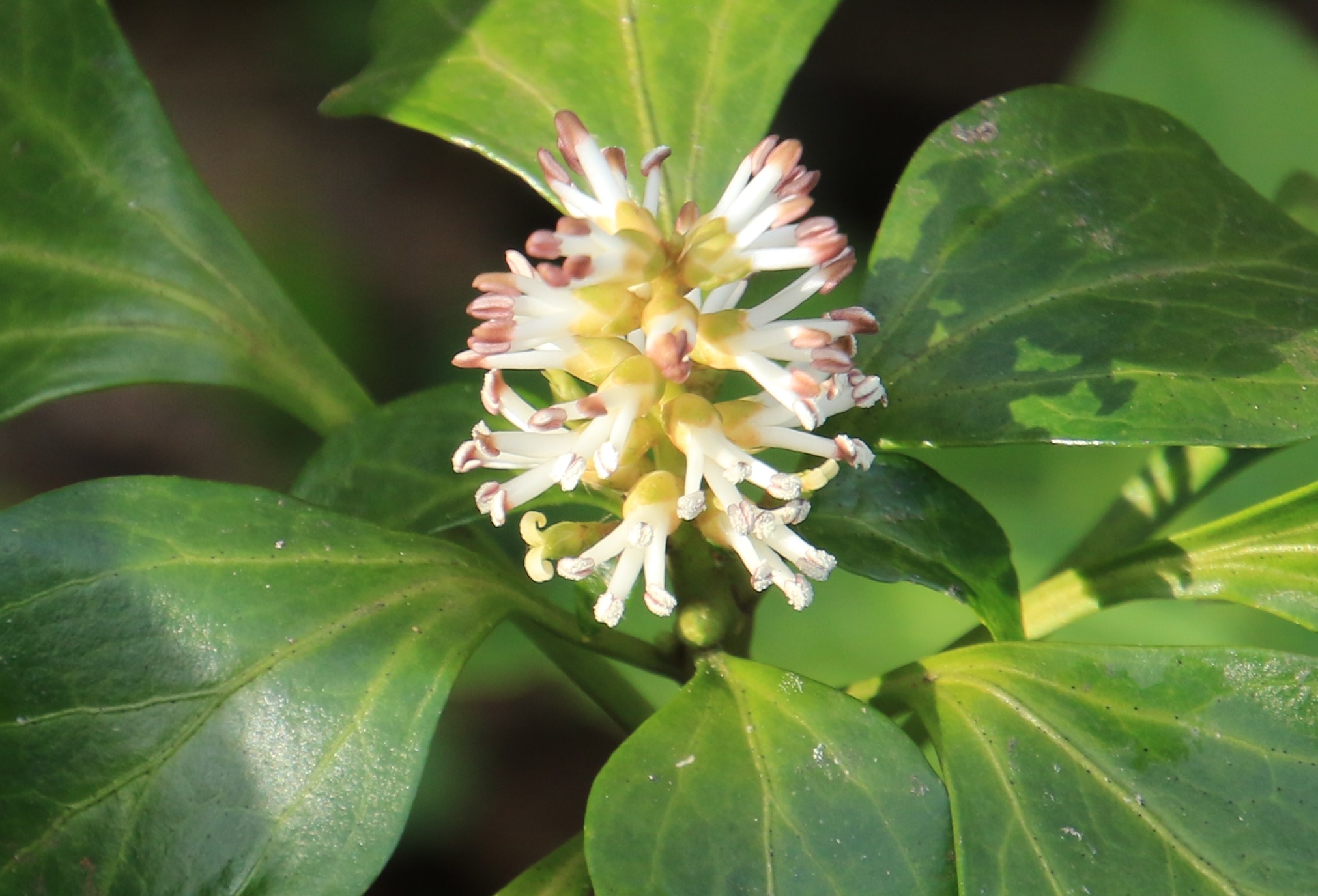 フッキソウ 富貴草 Pachysandra Terminalis 世界の花だより