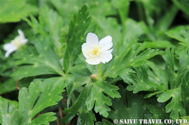 ニリンソウ 二輪草 Anemone Flaccida 世界の花だより