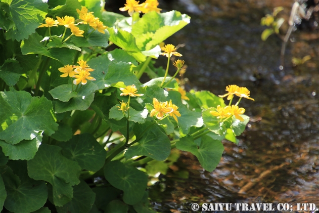 リュウキンカ（立金花：Caltha palustris var. nipponica）