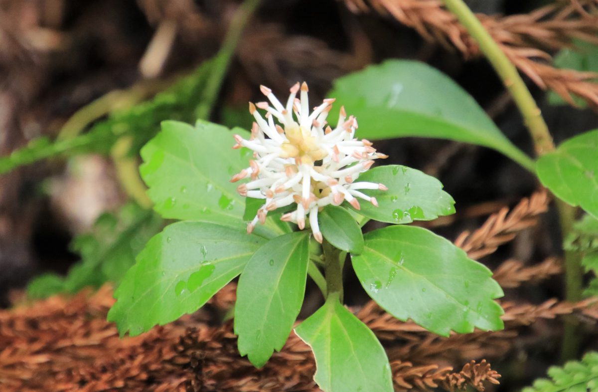 フッキソウ（富貴草：Pachysandra terminalis）