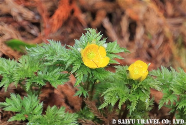 フクジュソウ（福寿草：Adonis ramosa）