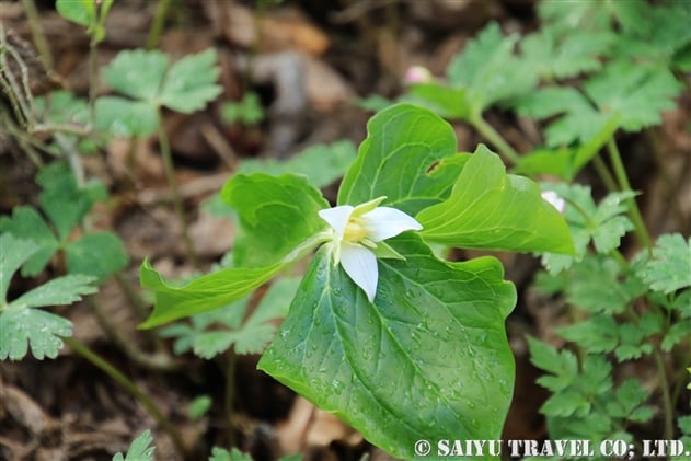 シロバナエンレイソウ（白花延齢草：Trillium tschonoskii）