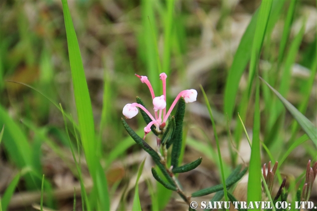 ヒメシャクナゲ 姫石楠花 Andromeda Polifolia 世界の花だより ヒメシャクナゲ 姫石楠花 Andromeda Polifolia 世界の花だより