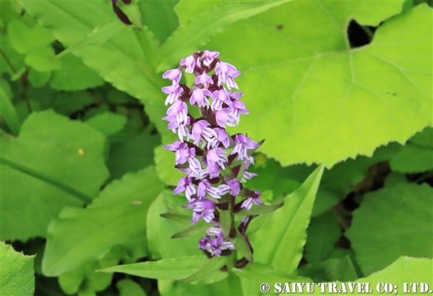 尾瀬の花 世界の花だより 尾瀬の花 世界の花だより