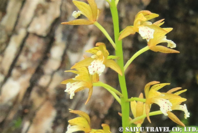 ラン科 世界の花だより