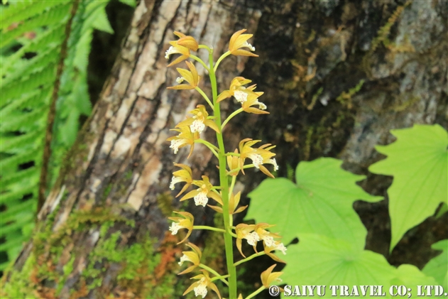 コケイラン 小蕙蘭 Oreorchis Patens 世界の花だより