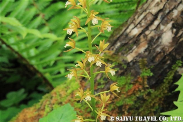 ラン科 世界の花だより