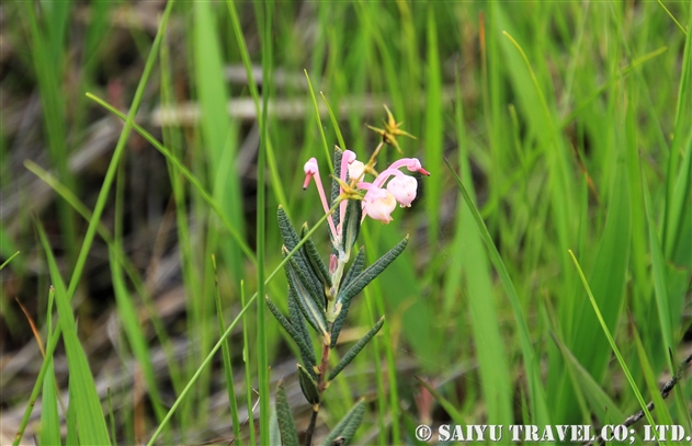 ヒメシャクナゲ 姫石楠花 Andromeda Polifolia 世界の花だより ヒメシャクナゲ 姫石楠花 Andromeda Polifolia 世界の花だより