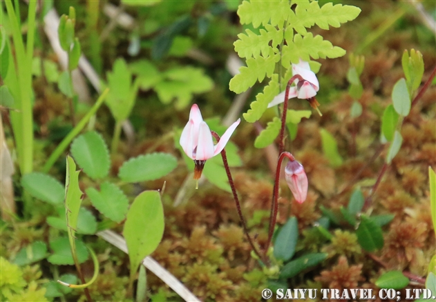 ツルコケモモ（蔓苔桃：Vaccinium oxycoccos）