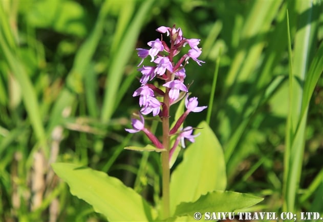 ノビネチドリ（延根千鳥：Neolindleya camtschatica）