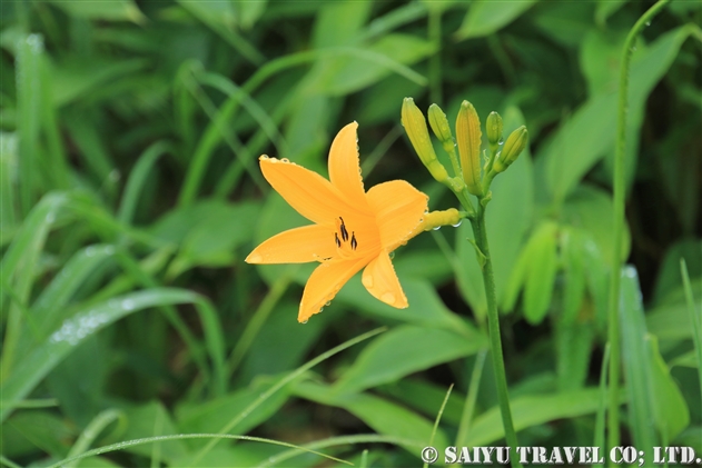 ニッコウキスゲ（ゼンテイカ：Hemerocallis dumortieri var. esculenta）