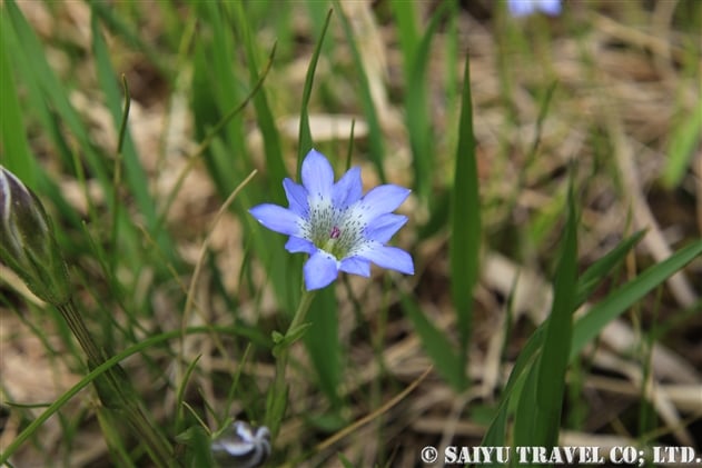 リンドウ属 世界の花だより リンドウ属 世界の花だより