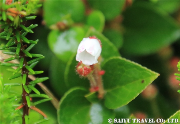 ツツジ科 世界の花だより ツツジ科 世界の花だより