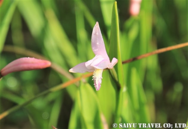 トキソウ（朱鷺草：Pogonia japonica）