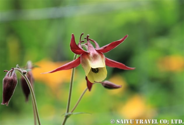 オオヤマオダマキ（大山苧環：Aquilegia buergeriana var. oxysepala）